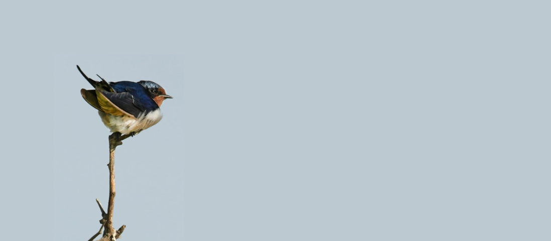 Presentazione del libro: Antigone in Polesine