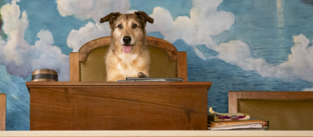 Un cane a processo