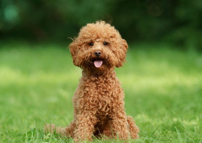 “Uno, nessuno, cento cani”:  un week end per i quattro zampe