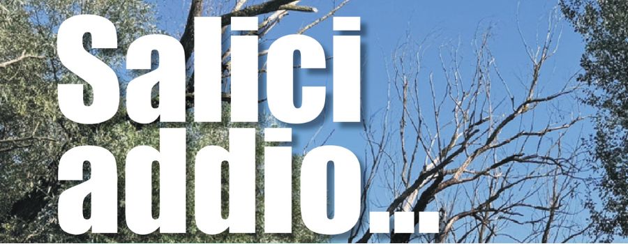 Salici addio...