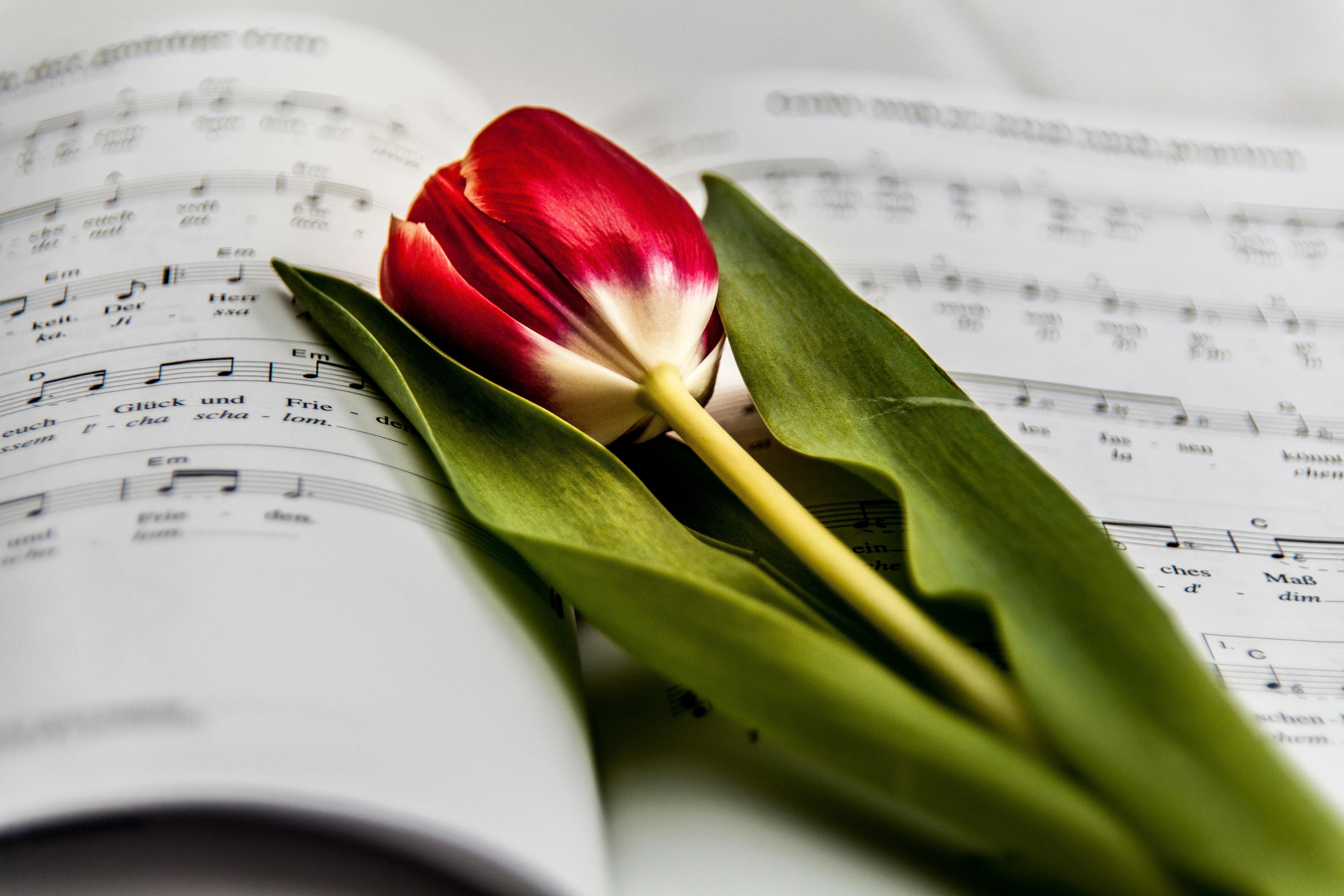 Primavera Musicale: 