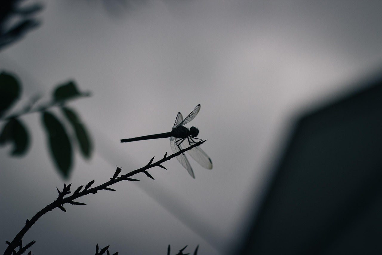 Dragonfly Days 2025