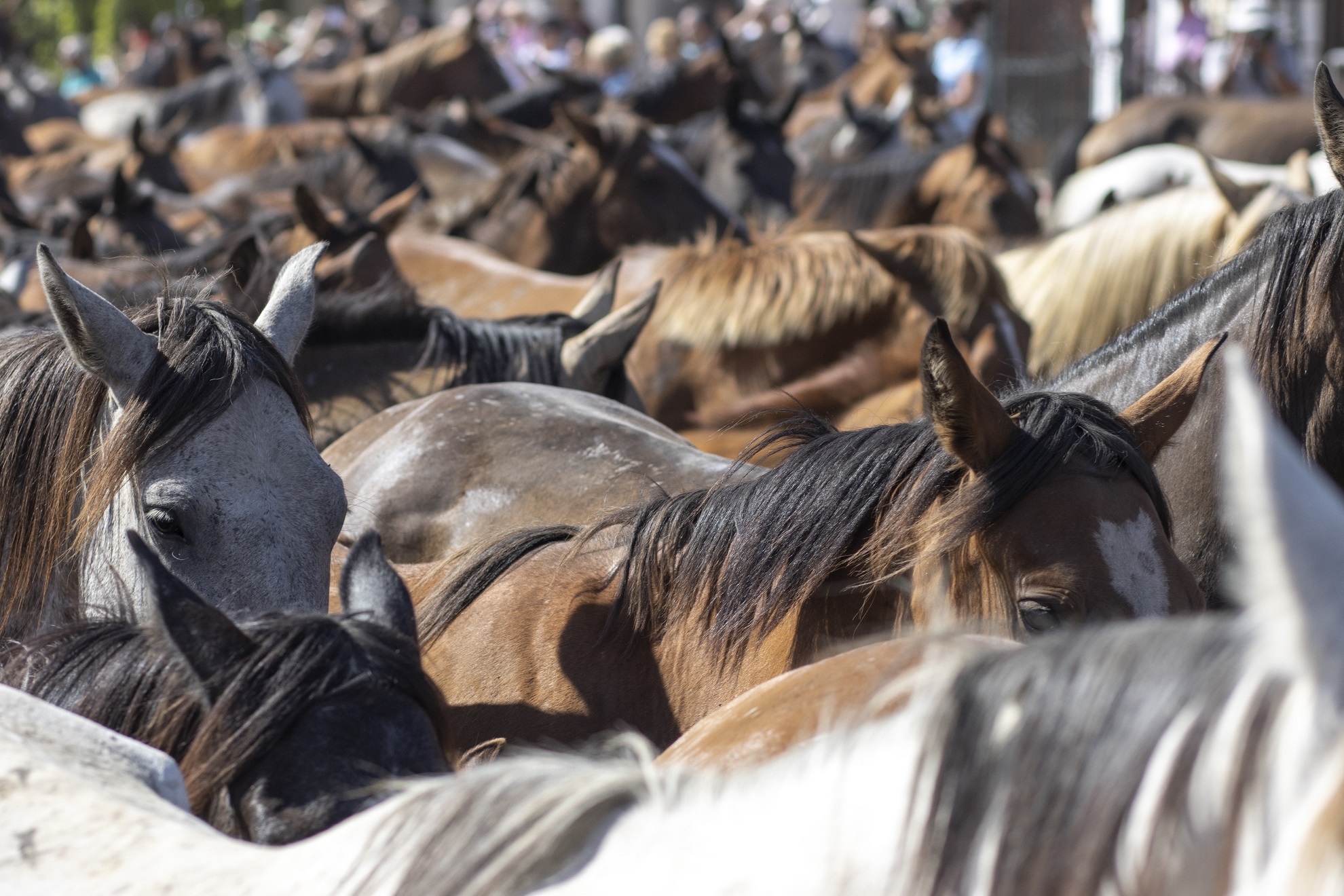 Fiera del bestiame collegata alla Festa di Sant’Antonio da Padova