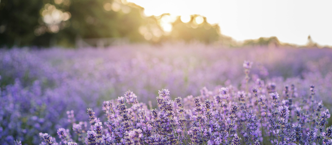 Pomeriggi animati: Ritorno alla terra