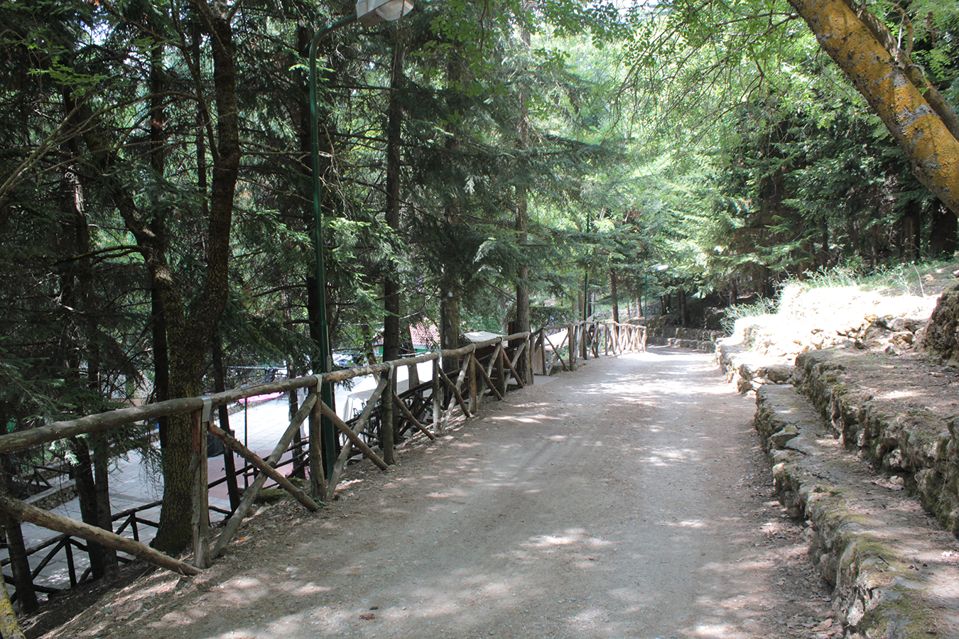 Pineta
