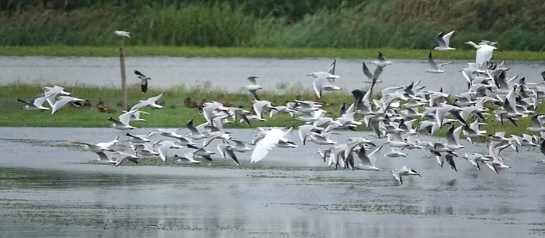 Oasi naturalistica 