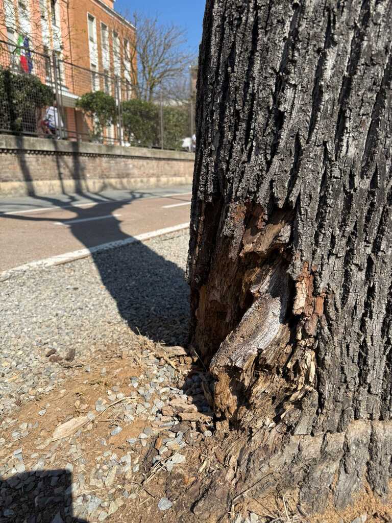 Tigli Carducci<br/><em><small>Licenza di distribuzione: condivisione allo stesso modo - copyleft non compatibile</small></em>