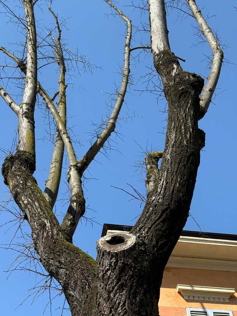 Tigli Carducci <br/><em><small>Licenza di distribuzione: condivisione allo stesso modo - copyleft non compatibile</small></em>