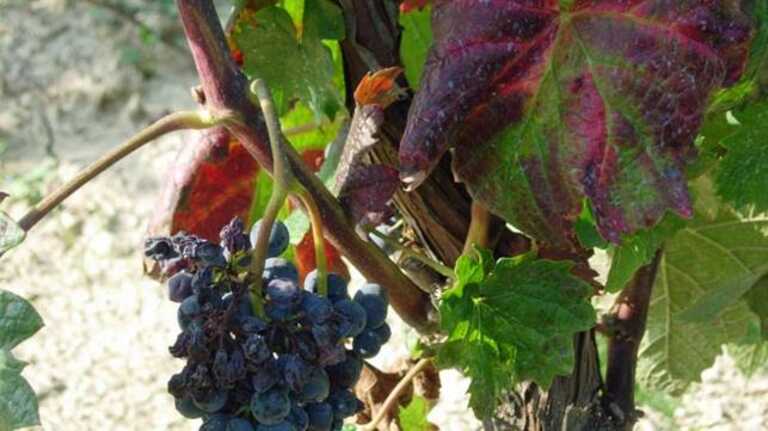 FLAVESCENZA DORATA DELLA VITE<br/><em><small>Licenza di distribuzione: Solo uso non commerciale</small></em>