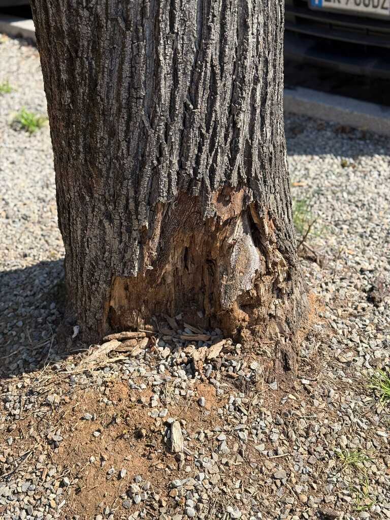 Tigli Carducci<br/><em><small>Licenza di distribuzione: condivisione allo stesso modo - copyleft non compatibile</small></em>