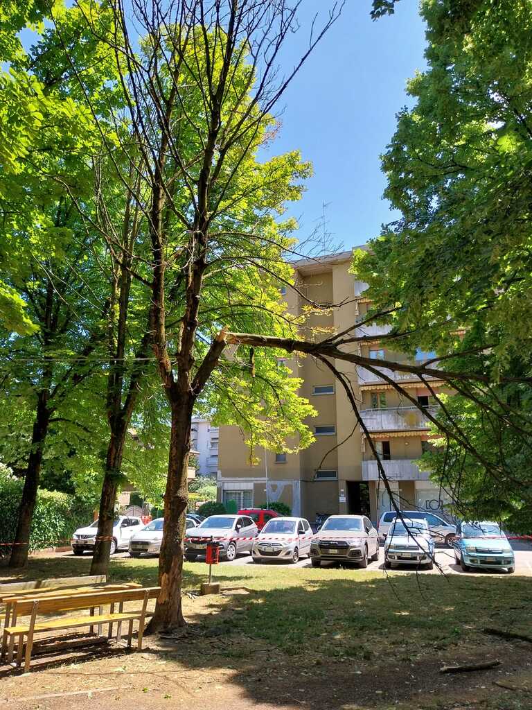 Alberi nubifragio <br/><em><small>Licenza di distribuzione: condivisione allo stesso modo - copyleft non compatibile</small></em>