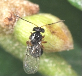 Vespa cinese del castagno