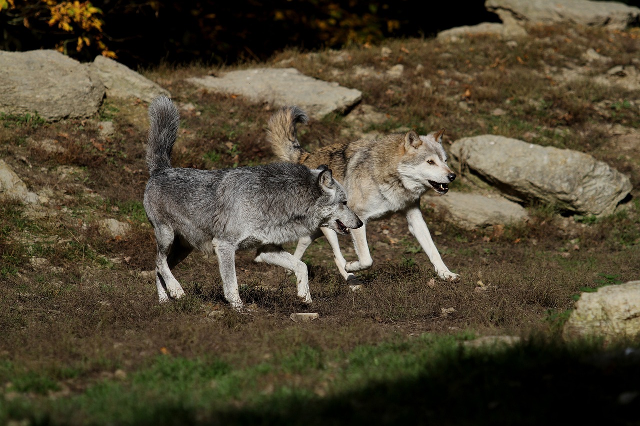 Convivenza pacifica tra uomini e fauna selvatica. E possibile?