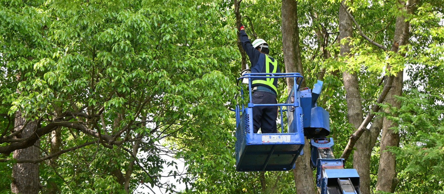 In corso interventi di rimozione di alberi secchi e morenti
