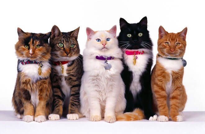 Microchip e Sterilizzazione: proteggi il tuo gatto.  