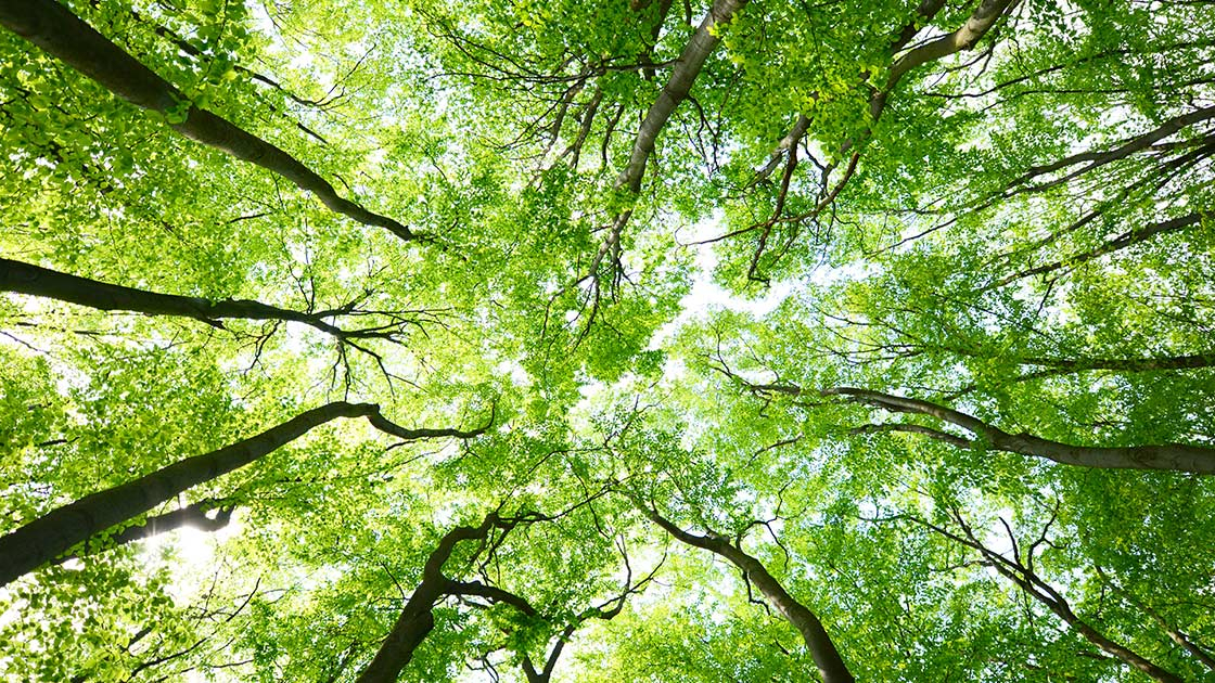 Alberi per la Pianura Veneta: dal 19 al 23 ottobre ritiro piante