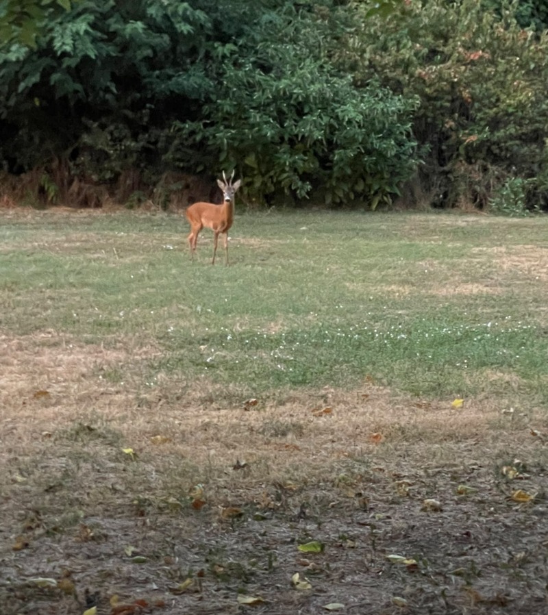 Un capriolo al Parco Natura