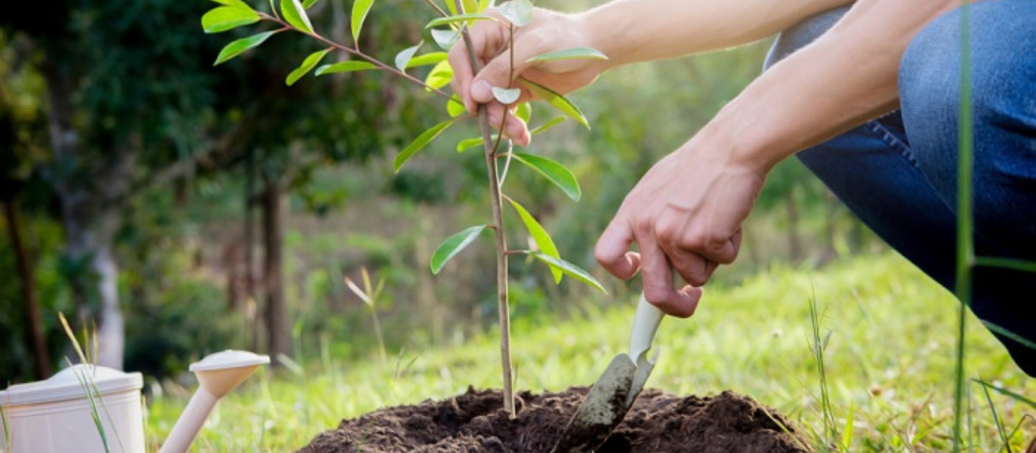 Parco della Cappuccina, progetto di ripopolamento arboreo
