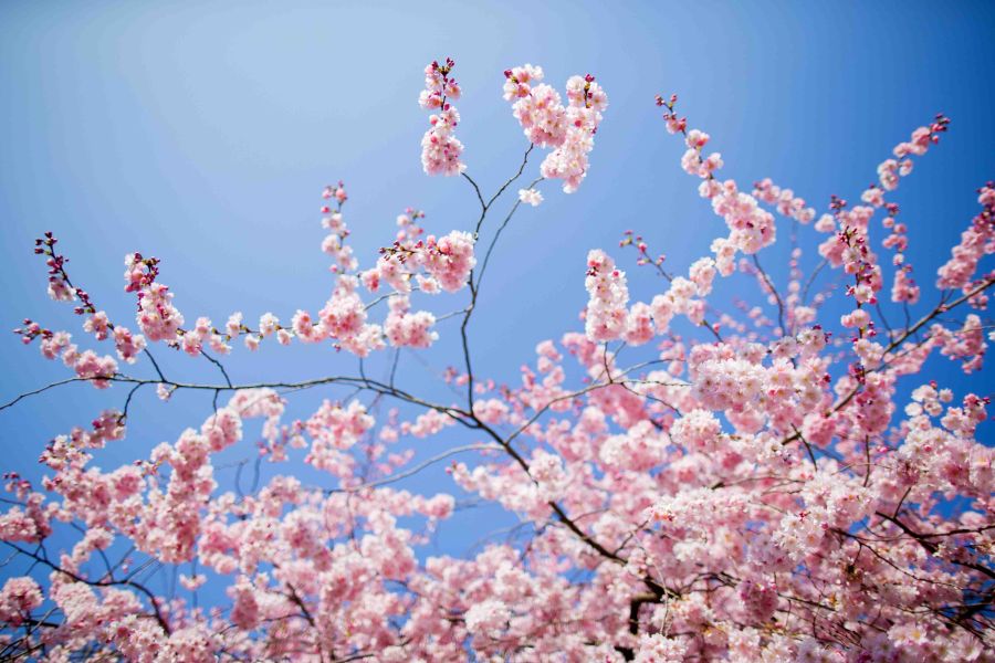 Torna a Traversetolo la tradizionale Fiera di Primavera