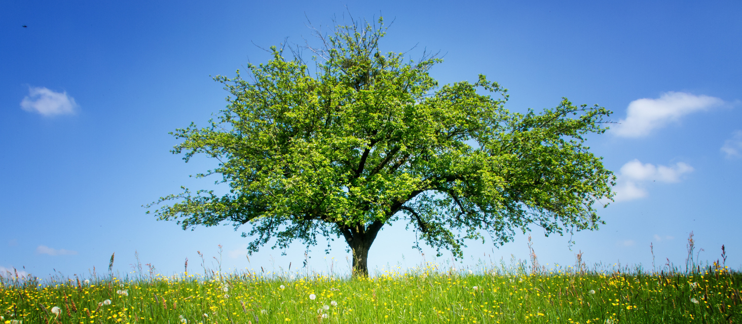 Un albero per celebrare i cento anni dell’Agesci a Carpi