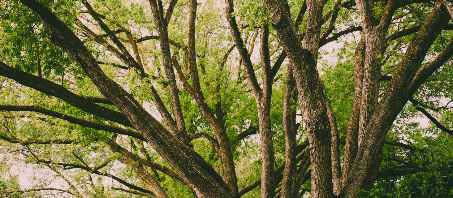 Piazzale Baracchi, rimozione di pioppi a rischio caduta
