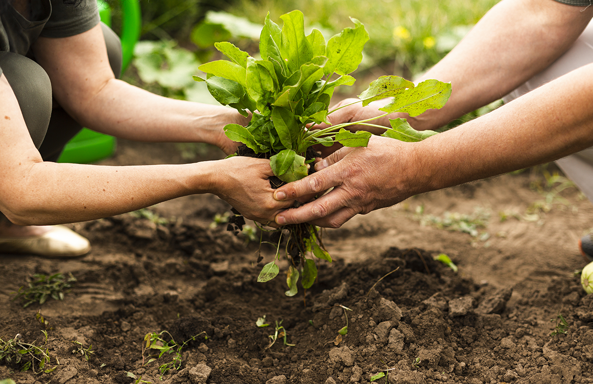 ISMEA Generazione Terra riparte: finanziamenti al 100% per i giovani agricoltori