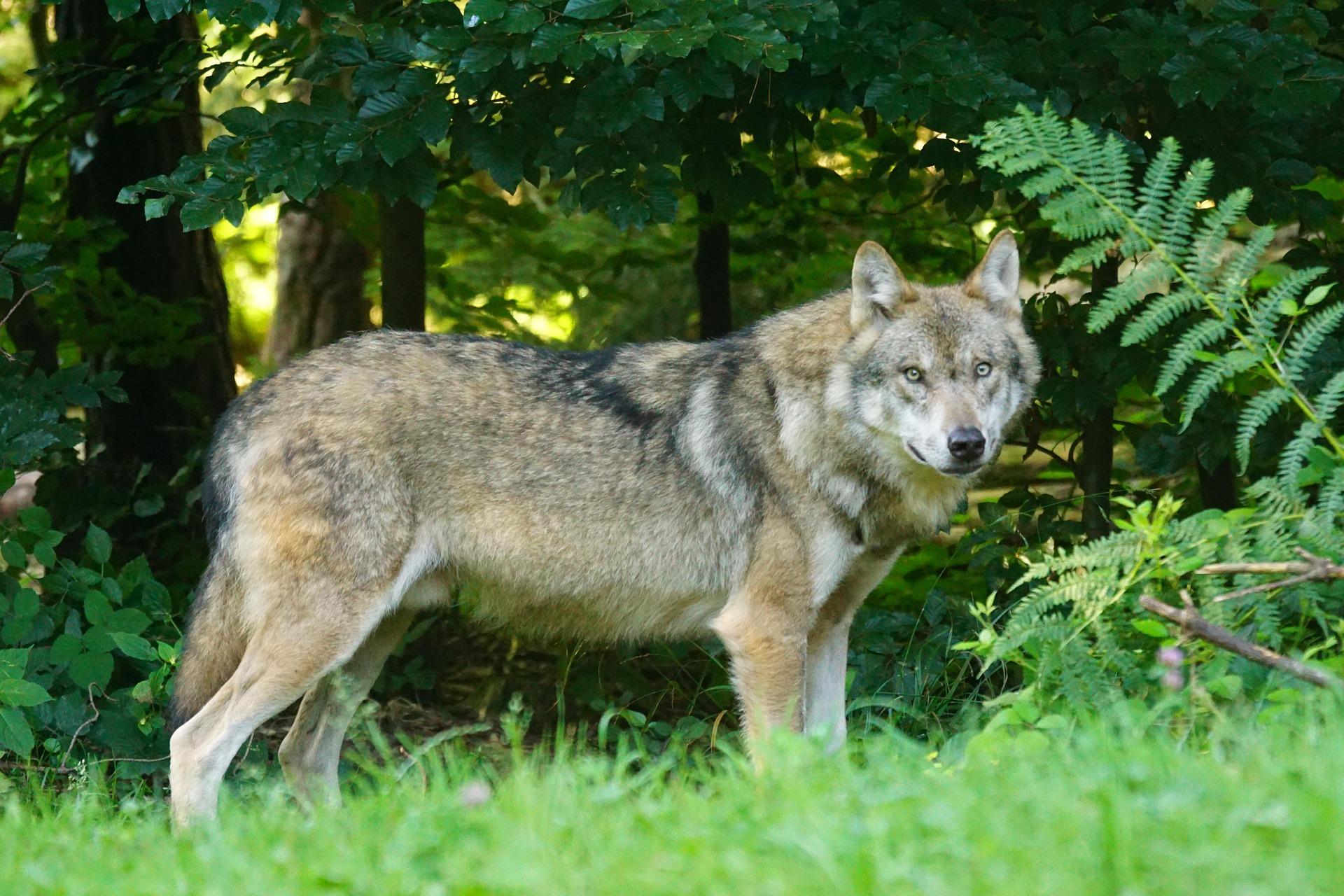 Presenza del lupo sul territorio