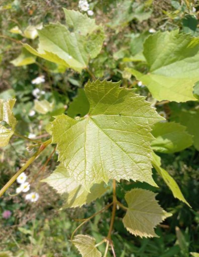 Flavescenza dorata della vite - Lotte obbligatorie