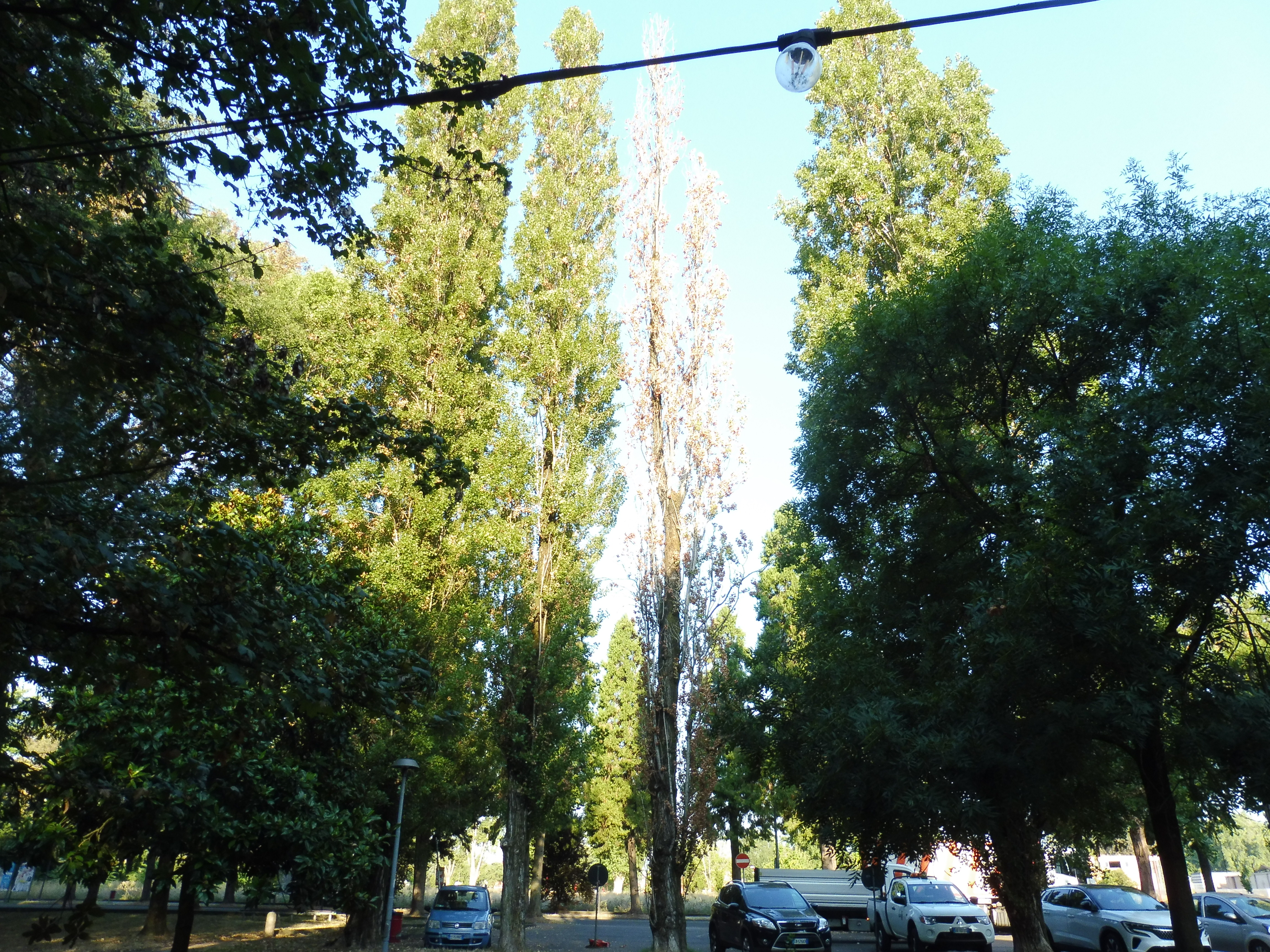 Interventi straordinari di manutenzione del patrimonio arboreo