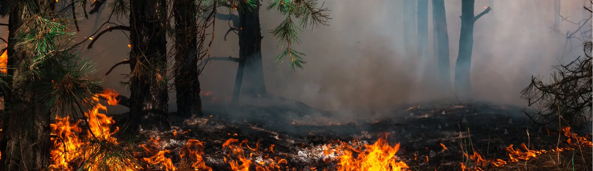 Rischio incendi boschivi