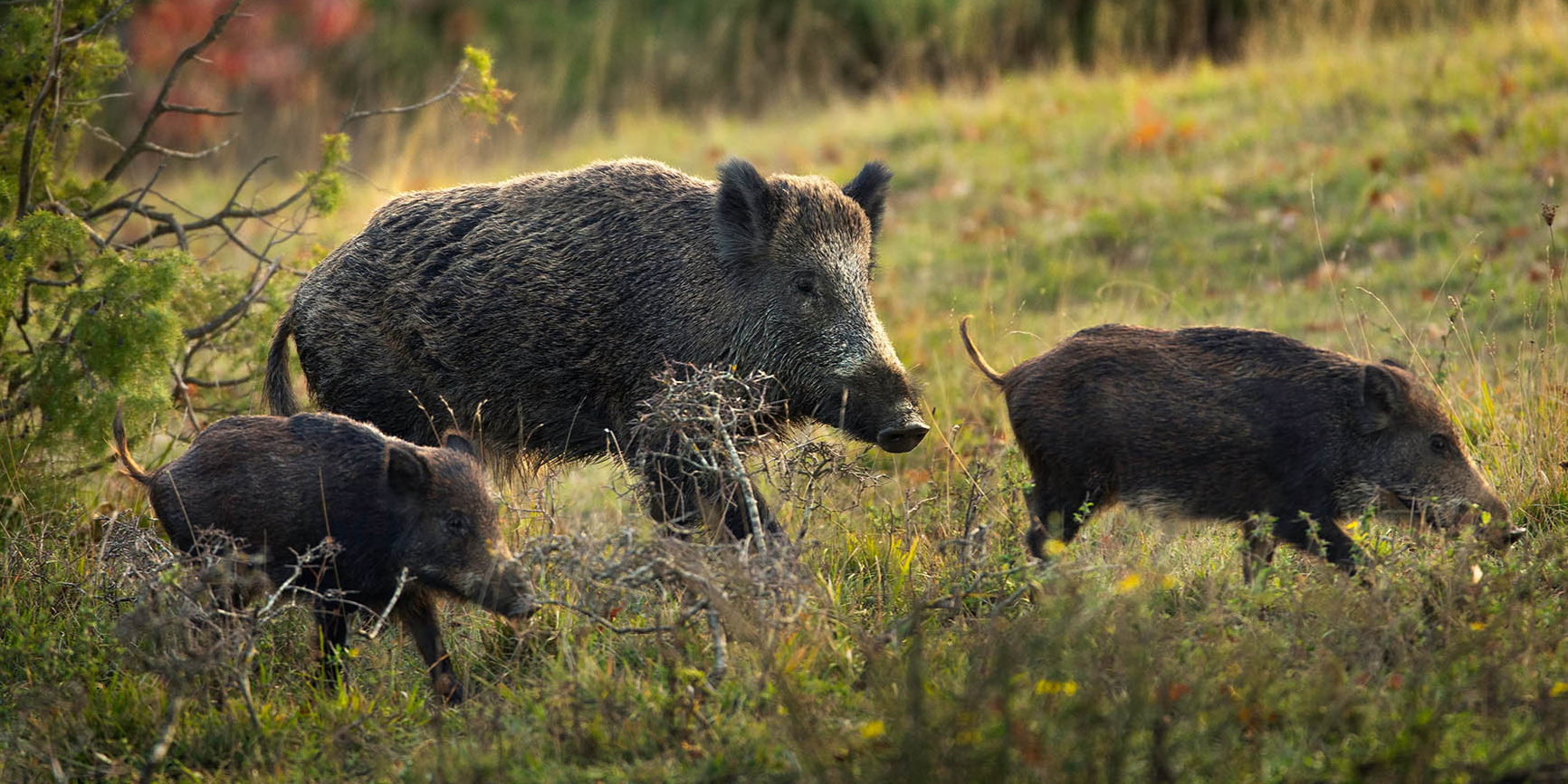 Peste suina africana
