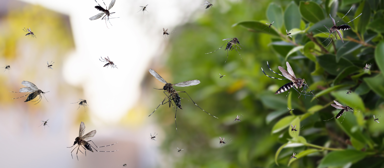 Sospetto caso di dengue. 