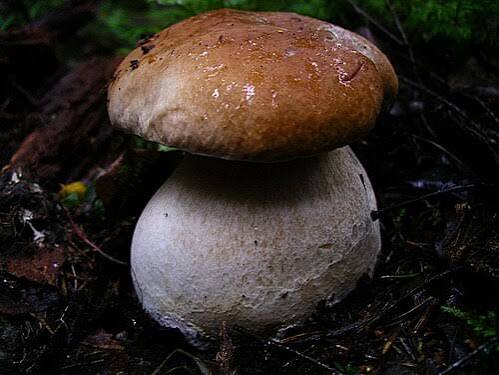 Divieto temporaneo di raccolta dei funghi spontanei epigei in tutti i castagneti da frutto in attualità di coltura