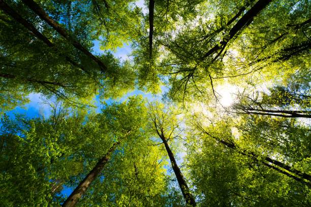 Bando di Concorso Pubblico, per la copertura di 1 posto a tempo indeterminato ed a tempo pieno di istruttore direttivo ambiente - Area dei funzionari e dell'elevata qualificazione, Ufficio Ambiente - Comune di Soliera