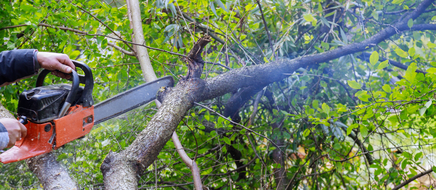 Nuovo intervento di rimozione di alberi secchi e morenti