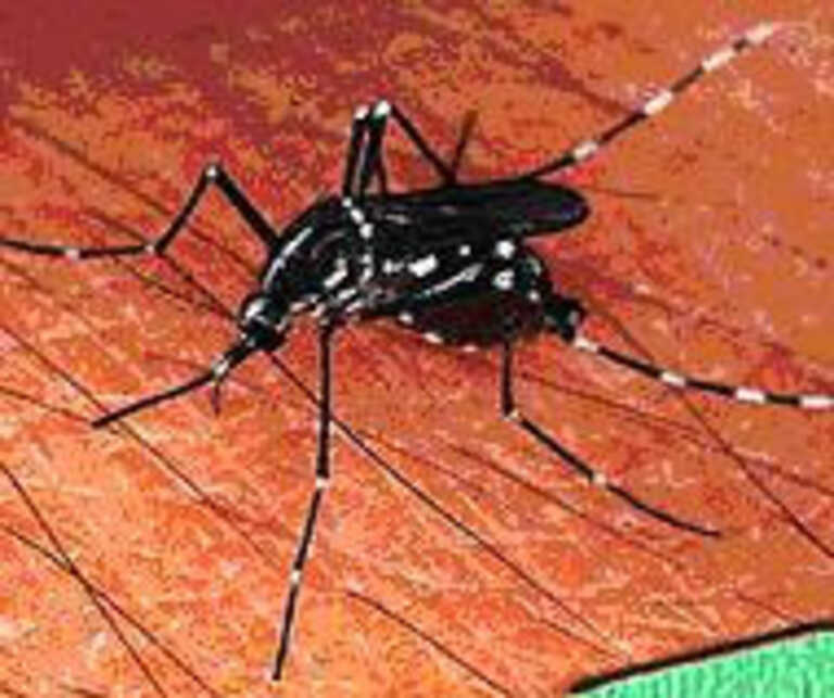 Lotta alla zanzara tigre (Aedes albopictus)