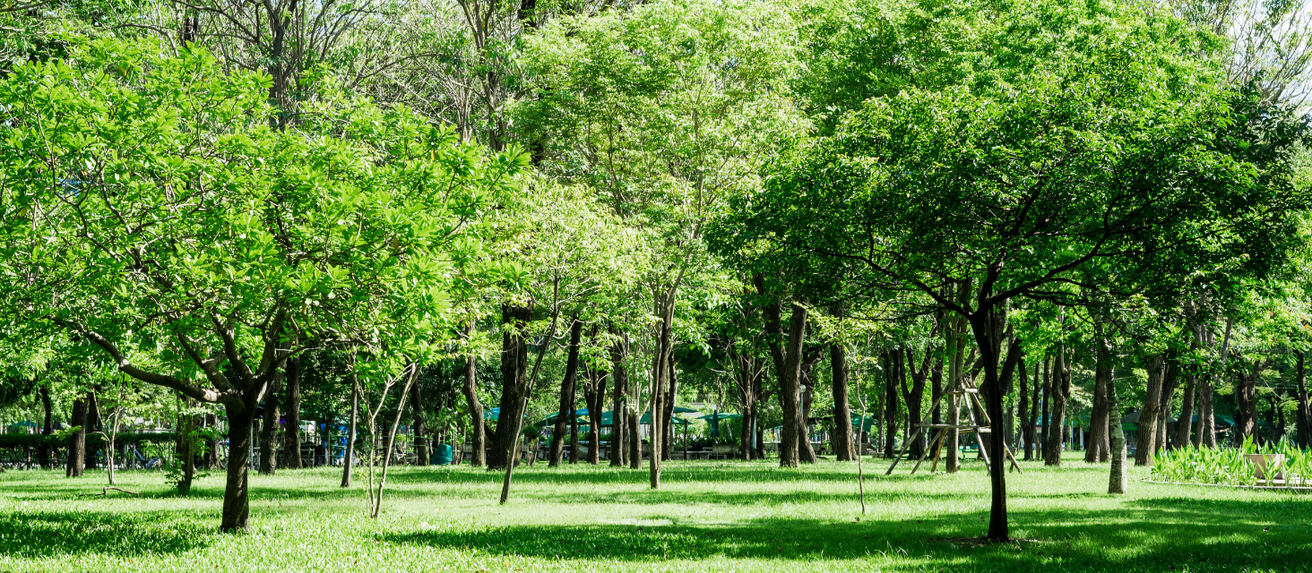 Al via un progetto di riforestazione tra le due tangenziali