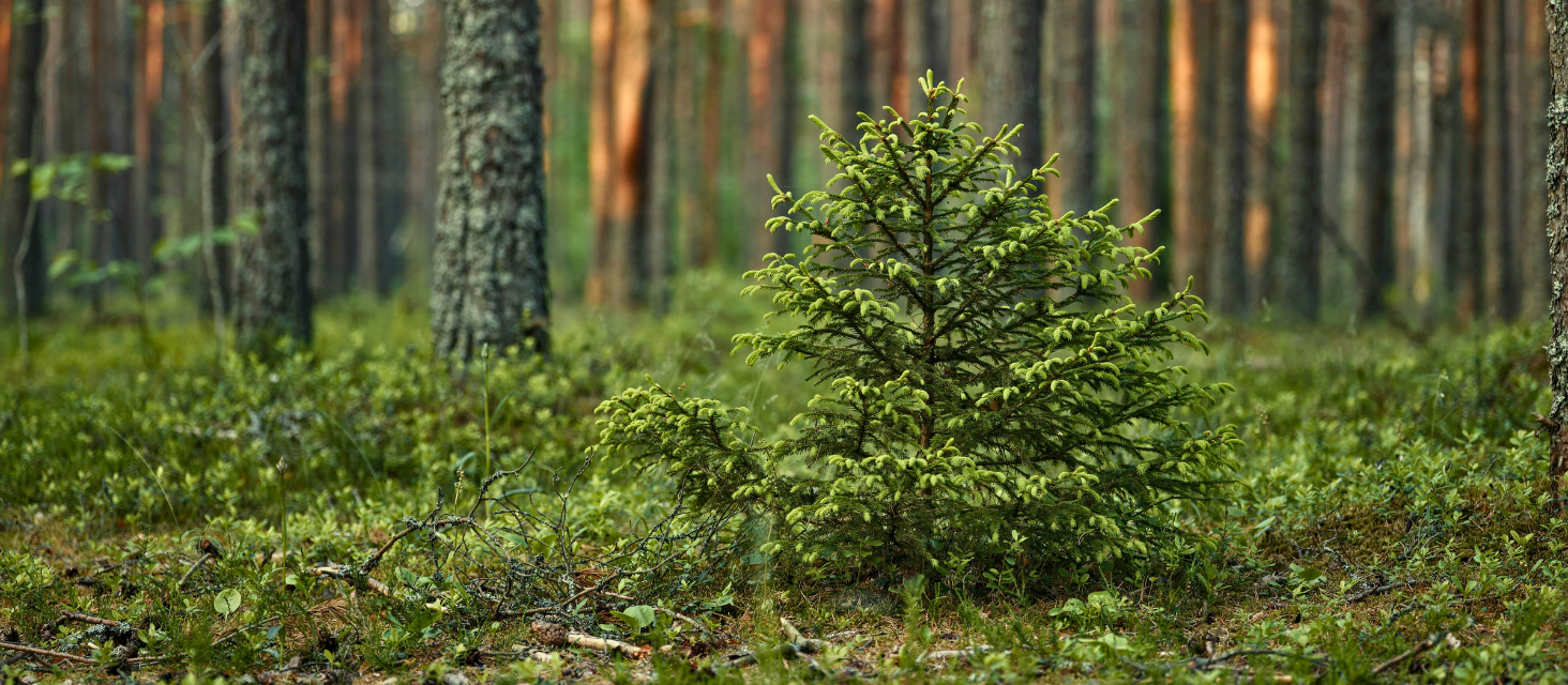 L’ex campo nomadi diventa area di forestazione urbana