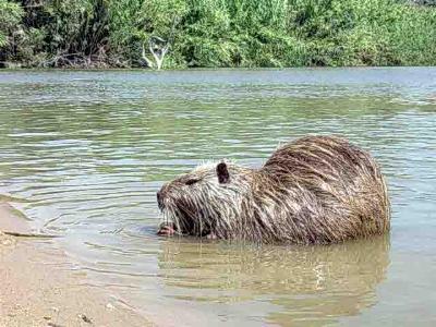 Piano di controllo della nutria