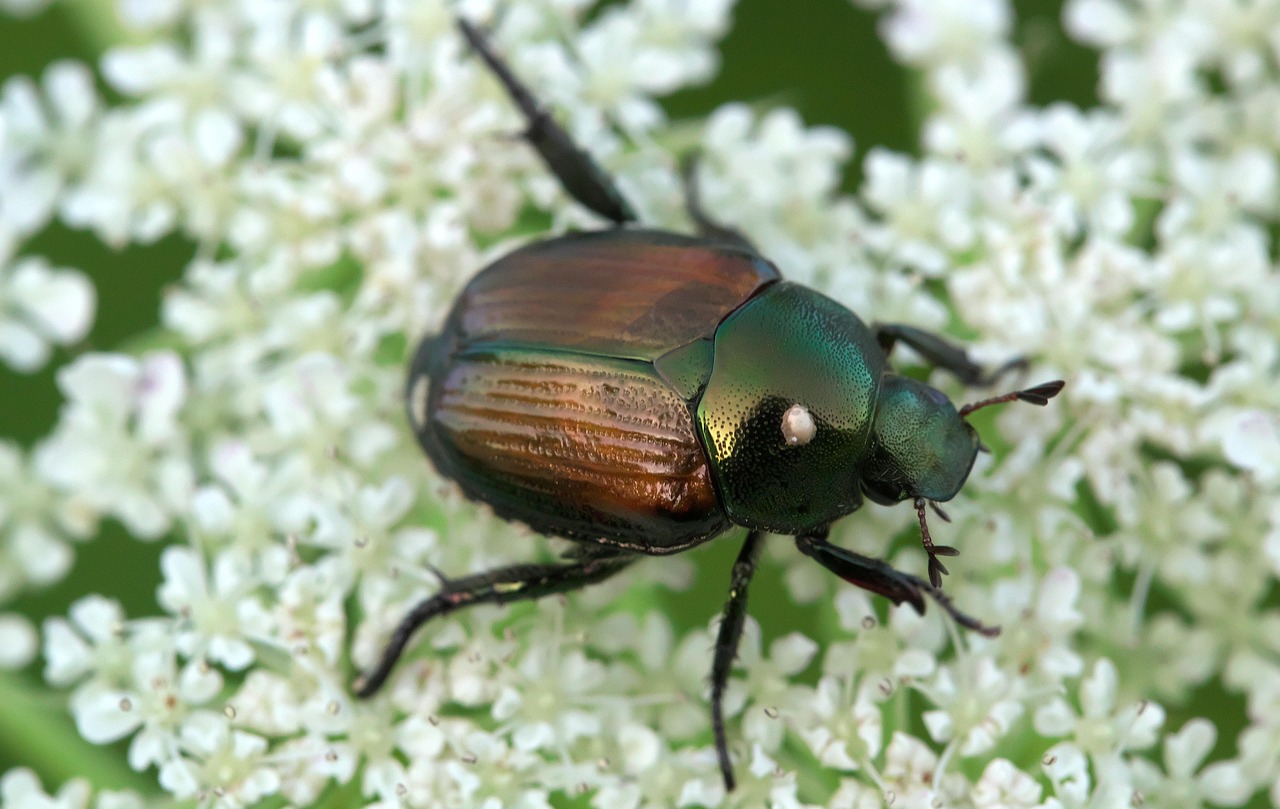 Infestazione da Popillia Japonica