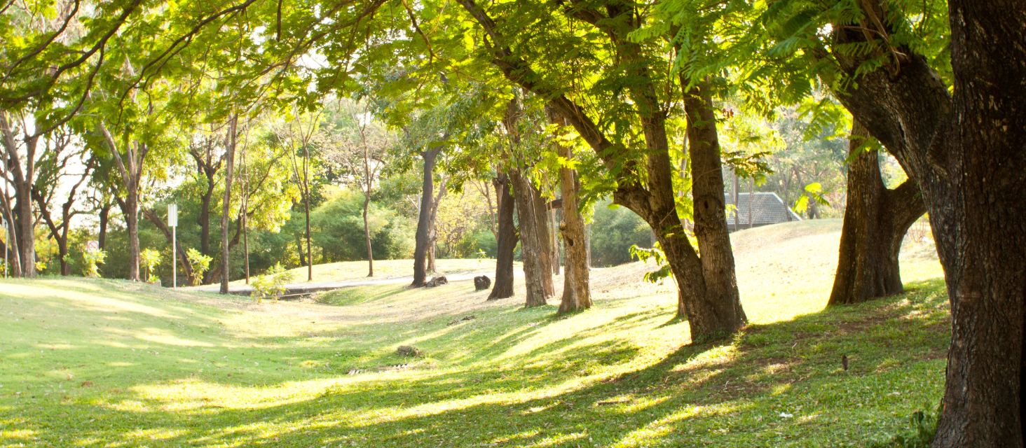 Via al progetto di manutenzione dell’area verde su via Mulini