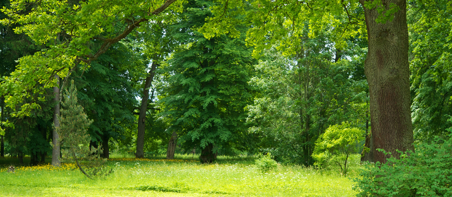 Verde pubblico, via al progetto di manutenzione straordinaria