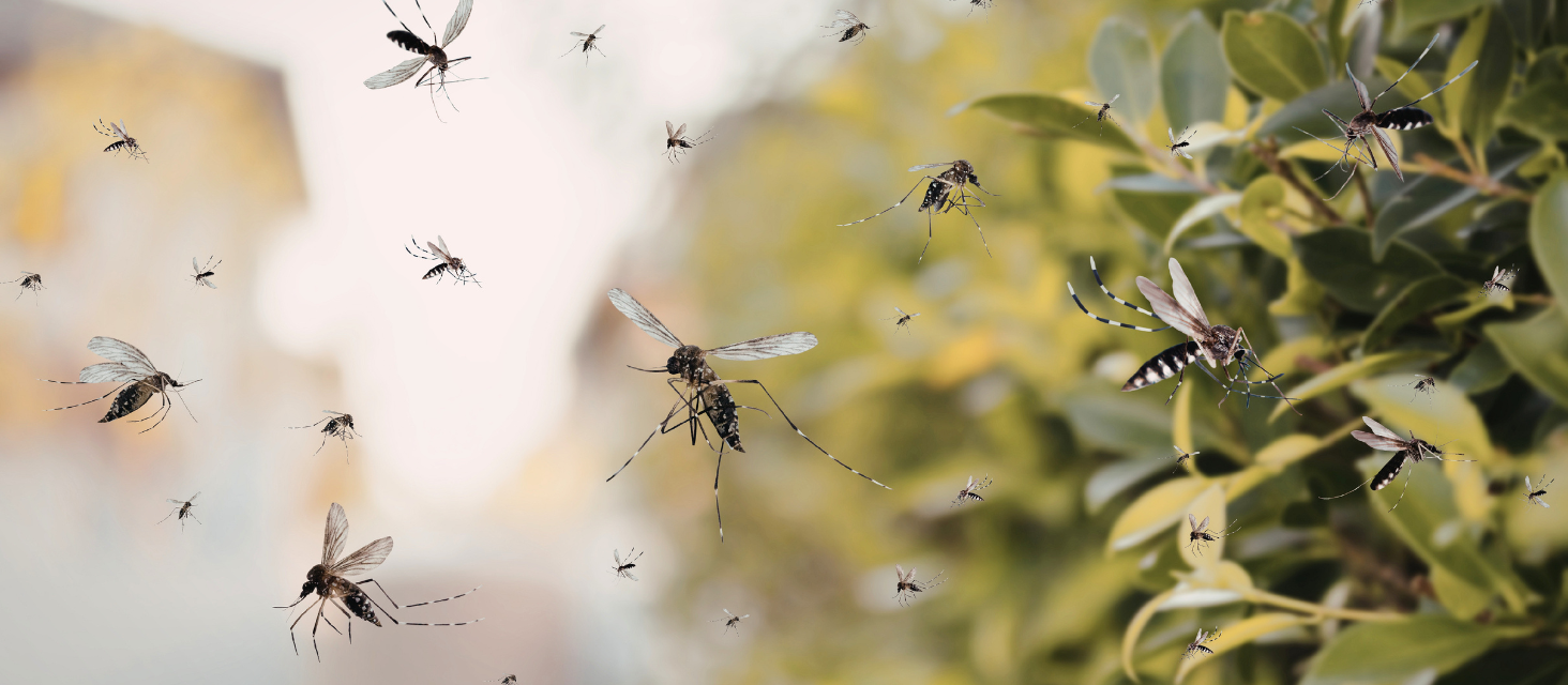 Campagna di lotta alla zanzara, kit larvicidi a domicilio