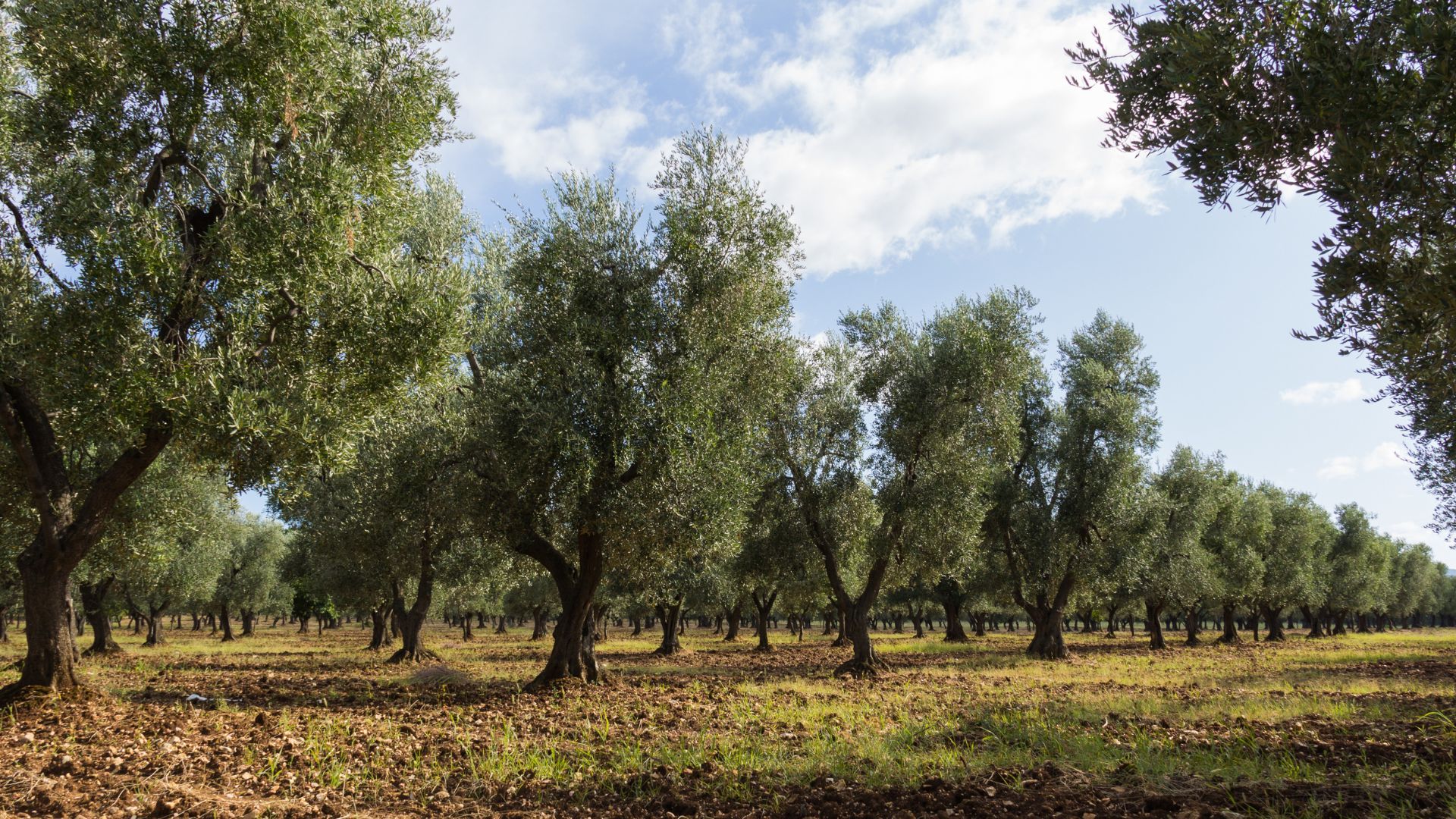 Avviso Pubblico per l'assegnazione gratuita di piante di olivo certificate tolleranti alla xylella