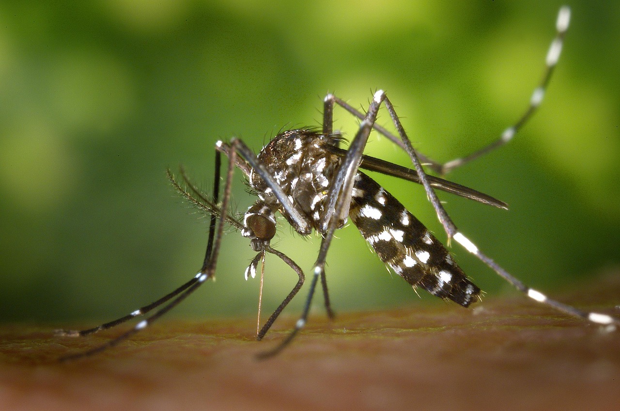 Prevenzione contro le zanzare vettori del virus West Nile (Culex) e Chikungunya (Aedes)