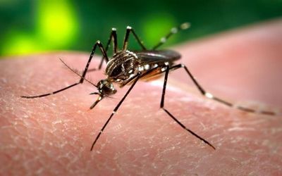 Disinfestazione in Area Zinelli a Monticelli Terme