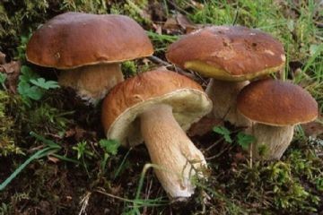 Corso formativo per il rilascio dell’idoneità alla vendita per gli esercenti il commercio di funghi epigei freschi spontanei