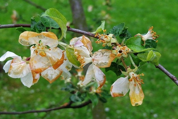 Produzioni frutticole: contributi prevenzione e danni da gelate