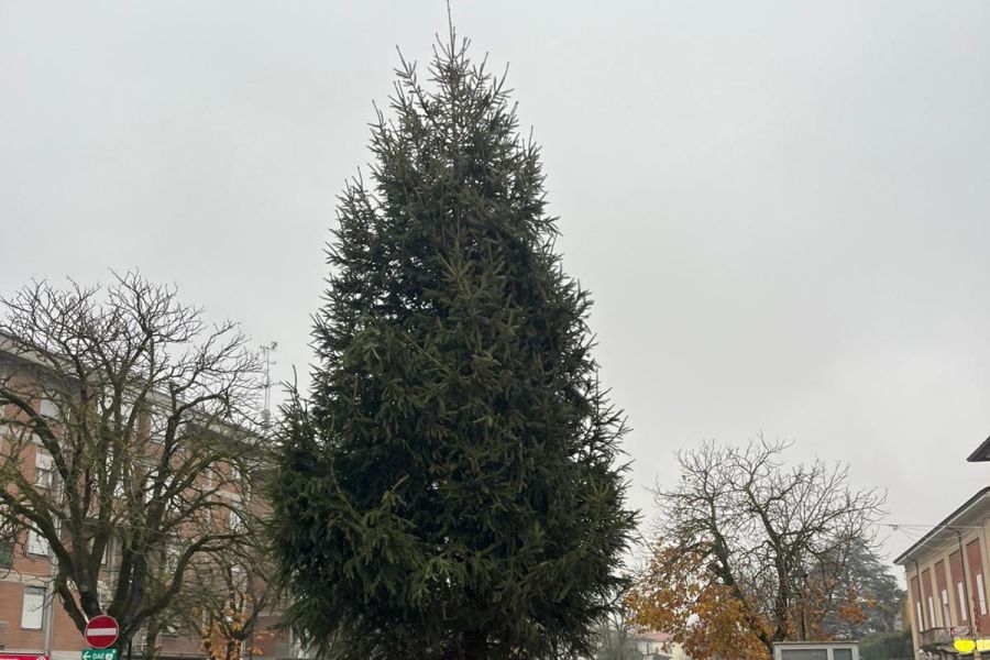 È arrivato l’albero di Natale a Traversetolo!