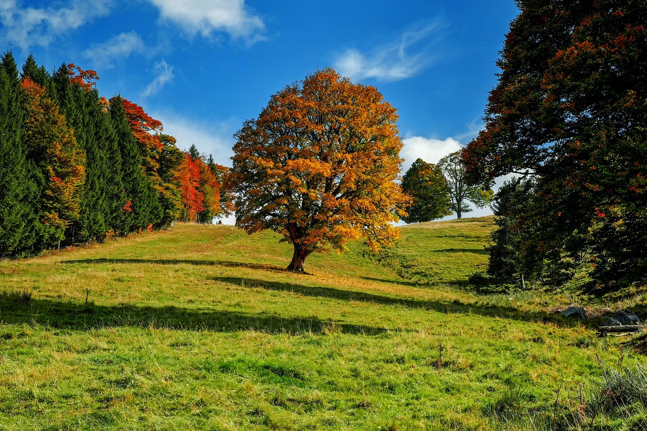 Bando per la presentazione di domande di finanziamento per gli interventi conservativi e di salvaguardia degli esemplari arborei monumentali tutelati